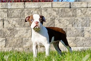 Matt - Boston Terrier for sale
