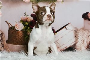 Brianna - Boston Terrier for sale
