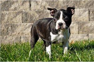 Bailey - Boston Terrier for sale
