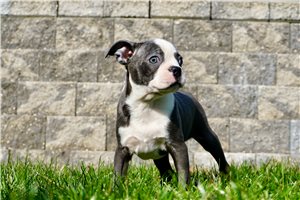 McKinley - Boston Terrier for sale