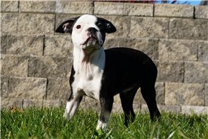 Mayhew - Boston Terrier for sale