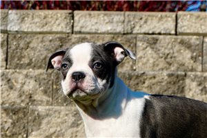 Meeko - Boston Terrier for sale