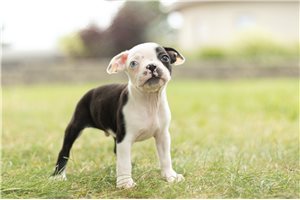 Alfie - Boston Terrier for sale