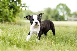 Antonio - Boston Terrier for sale