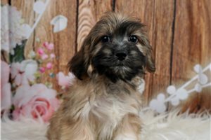Gucci - Cavachon for sale