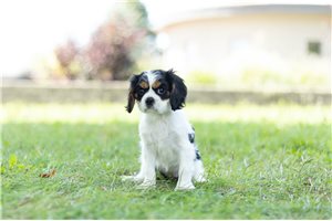 Taylor - Cavalier King Charles Spaniel for sale