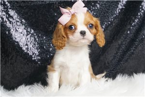 Wednesday - Cavalier King Charles Spaniel for sale