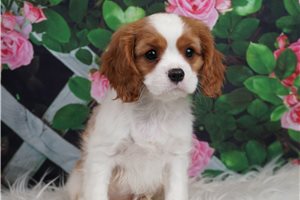 AKC CH Luigi - Cavalier King Charles Spaniel for sale