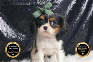 Timmy - Cavalier King Charles Spaniel for sale