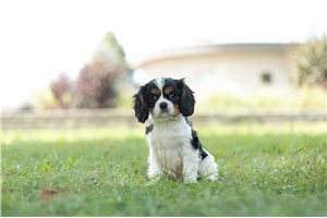 Dakota - Cavalier King Charles Spaniel for sale