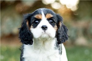 Anabel - Cavalier King Charles Spaniel for sale