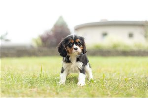 Nora - Cavalier King Charles Spaniel for sale
