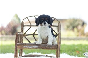 Rory - Cavalier King Charles Spaniel for sale