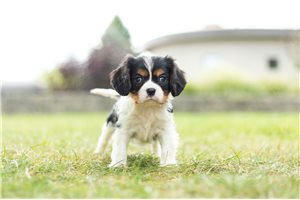 Adair - Cavalier King Charles Spaniel for sale