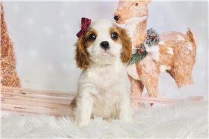 Coral - Cavalier King Charles Spaniel for sale