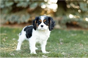 Clement - Cavalier King Charles Spaniel for sale