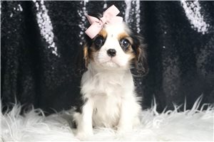 Perdita - Cavalier King Charles Spaniel for sale