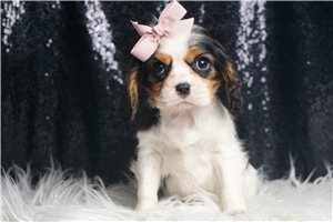 Poppy - Cavalier King Charles Spaniel for sale