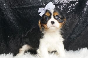 Ivy - Cavalier King Charles Spaniel for sale