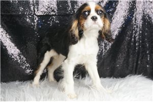Cabo - Cavalier King Charles Spaniel for sale