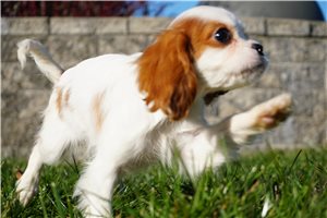 Chive - Cavalier King Charles Spaniel for sale