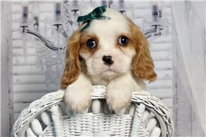 Marge - Cavalier King Charles Spaniel for sale