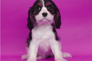 Cindy - Cavalier King Charles Spaniel for sale
