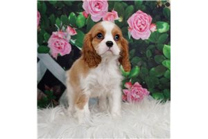AKC CH Skeeter - Cavalier King Charles Spaniel for sale