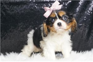 Isabella - Cavalier King Charles Spaniel for sale