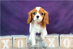 Purdy - Cavalier King Charles Spaniel for sale