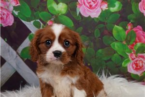 James - Cavalier King Charles Spaniel for sale