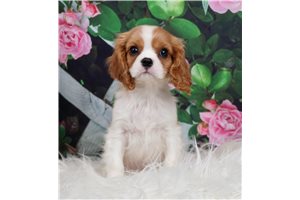 AKC CH Chevy - Cavalier King Charles Spaniel for sale