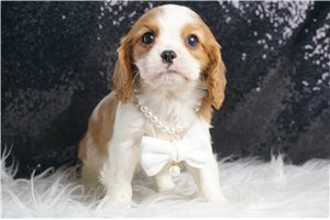Emiliano - Cavalier King Charles Spaniel for sale