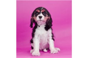 Deedra - Cavalier King Charles Spaniel for sale