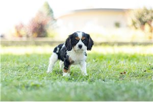 Toby - Cavalier King Charles Spaniel for sale