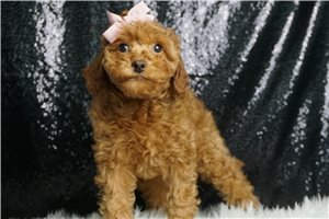 Promise - Cavapoo for sale