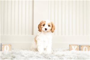 Wendell - Cavapoo for sale