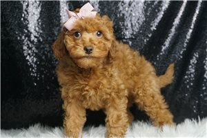 Promise - Cavapoo for sale