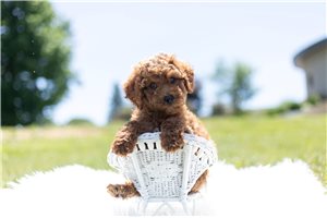 Mr Given - Cavapoo for sale