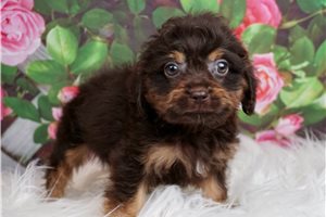Toy Reece - Cavapoo for sale