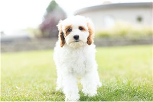 Rupal - Cavapoo for sale