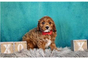 Romeo - Cavapoo for sale