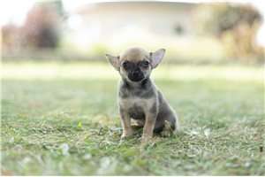 Titan - Chihuahua for sale