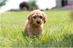 Miss Ali - Cockapoo for sale