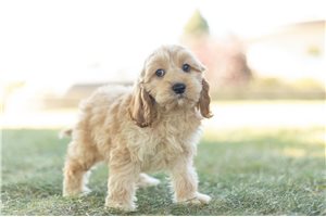 Dylan - Cockapoo for sale
