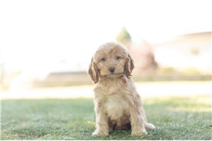 Daniela - Cockapoo for sale