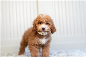 Fetch - Cockapoo for sale