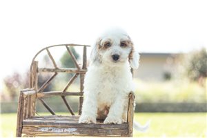 Conner - Cockapoo for sale