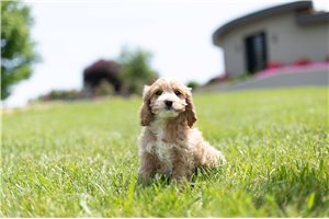 Miss Daisy - Cockapoo for sale