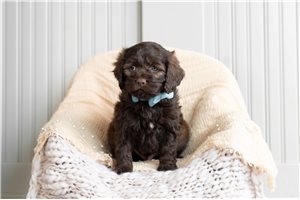 Brody - Cockapoo for sale
